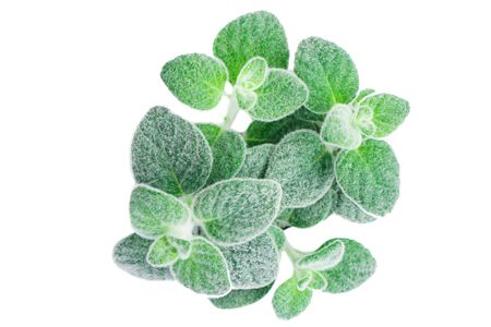 Dittany Cretan herb Dictamus isolated on white backround. Origanum dictamnus celtic oreganoの写真素材