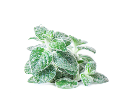 Dittany Cretan herb Dictamus isolated on white backround. Origanum dictamnus celtic oreganoの写真素材