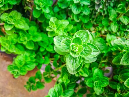 Raw oregano herb. Green fresh oregano spices. Wild natural oregano seasoning plant.の写真素材