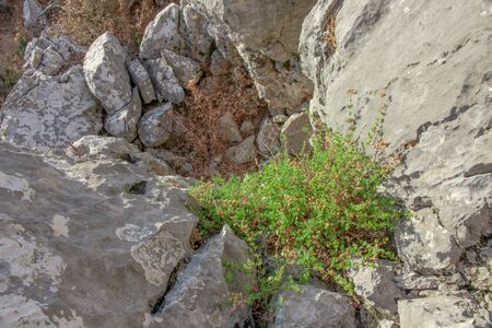 Wild oregano grows in the mountains. Raw oregano in field with blured background. Greek natural herb oregano. Green and fresh oregano flowers.の写真素材