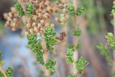 Wild oregano grows in the mountains. Raw oregano in field with blured background. Greek natural herb oregano. Green and fresh oregano flowers.の写真素材
