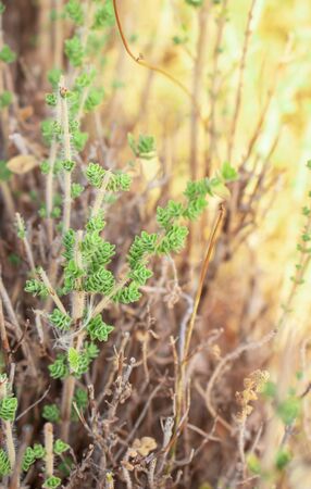 Wild oregano grows in the mountains. Raw oregano in field with blured background. Greek natural herb oregano. Green and fresh oregano flowers.の写真素材