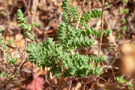 Wild oregano grows in the mountains. Raw oregano in field with blured background. Greek natural herb oregano. Green and fresh oregano flowers.の写真素材