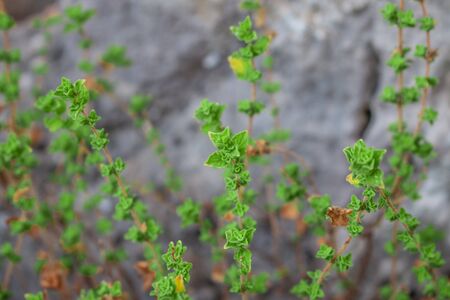Wild oregano grows in the mountains. Raw oregano in field with blured background. Greek natural herb...