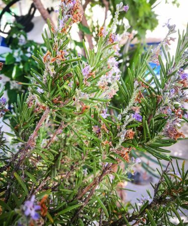 Blossoming rosemary plants in the herb garden, selected focus. Raw rosemary in the field. Natural greeb herbs.の写真素材