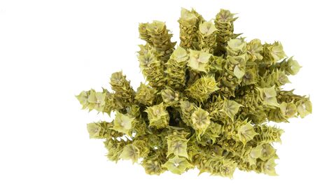 Bunch of mountain tea Malotira isolated on white. Greek traditional herbal tea. Greek mountain tea sideritis. Natural Greek herbs.の写真素材