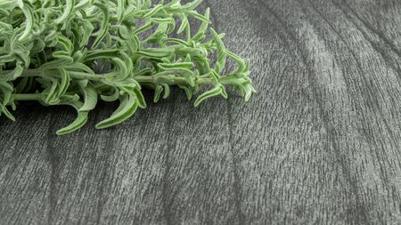 Fresh raw sage bunch on dark wooden table. Green sage herb for tea. Sage branches and leafs on grey...