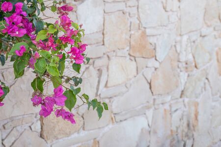 Greek stone wall with pink flowers. Texture of a stone wall. Old stone wall texture background. Copy space.の写真素材