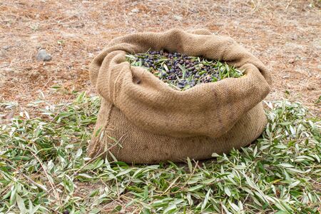 Sackcloth bag full on fresh olives. Olives harvesting in Crete, Greece.  Harvest of fresh olives from the tree for the production of extra virgin olive oil.の写真素材