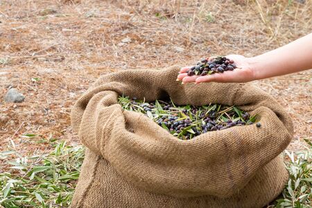 Expert of quality hands checking mediterranean olives. Sackcloth bag full on fresh olives.の写真素材