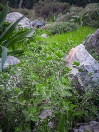Wild oregano grows in the mountains. Raw green Oregano in field. Greek natural herb oregano. Green and fresh oregano flowers. Aromatic culinary herbs.の写真素材