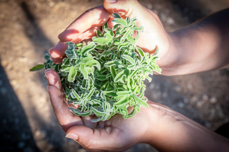 A woman holding a bouquet of raw sage in her hands. Wild Sage herb bunch. Aromatic sage plant on natural background in forest. Herbs concept. Hands hold a bunch of medicinal herbs.の写真素材
