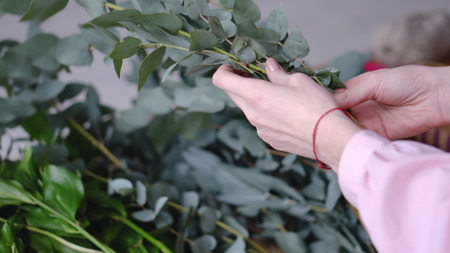 Girl florist chooses eucalyptus for decoration. Closeup.の写真素材