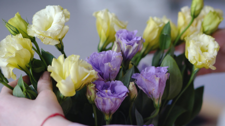 Female hands with beautiful flowers - eustoms of yellow and violet from close rangeの写真素材