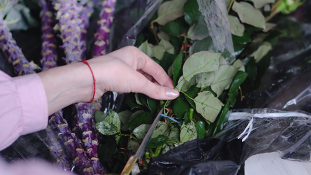 Closeup view of florist at work: woman cuts packaged roses in a flower shopの写真素材