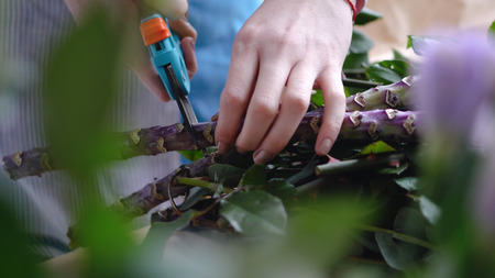 Close up of female florist cutting big branch with prunerの写真素材