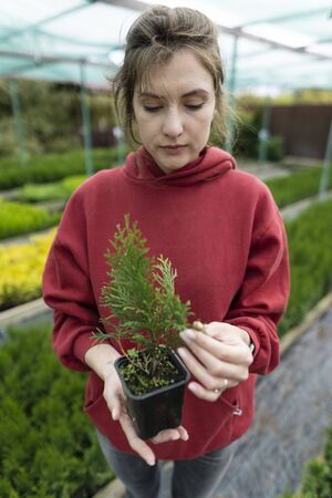 Botany. Young woman scientist holding a green thuja seedling in her hands. Love for nature and the environment. Agriculture, local businessの写真素材