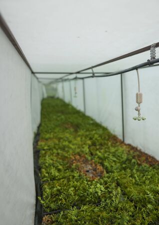 Sprinklers hang in a wet greenhouse over coniferous seedlings of plants. Automatic irrigation system in agriculture. Watering machine over evergreen thuja in cassettesの写真素材