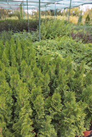 Set of beautiful coniferous evergreen thuja outdoors. Agriculture, growing plants to maintain the ecology and renewal of natural resources. Caring for the environment, love of natureの写真素材