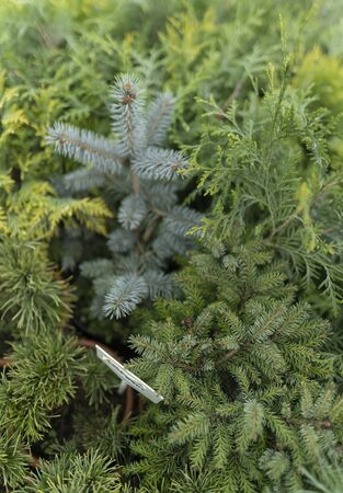 Thuja, spruce and other ornamental trees and shrubs in a plant store outdoors. Alternative Christmas decoration at holidaysの写真素材