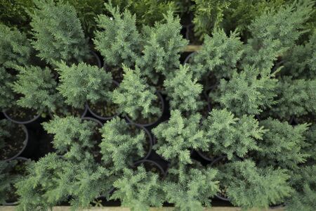 Little Christmas trees in pots in the nursery. Coniferous tree, which does not need to be thrown away, but can be planted in the ground. Coniferous branch for the holidaysの写真素材
