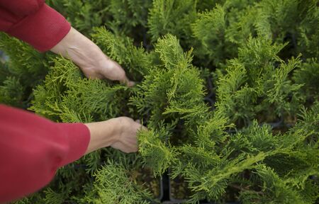 Young woman florist - business owner with a plant in her hands. Evergreen seedling in a small pot before sale. Checking the plants in the marketの写真素材