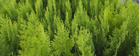 Small business for growing ornamental trees and shrubs. Green seedlings stand close to each other, bannerの写真素材