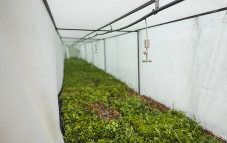 Greenhouse with coniferous seedlings in the agricultural sector. Lots of green seedlings in small pots under a sprinkler system.の写真素材