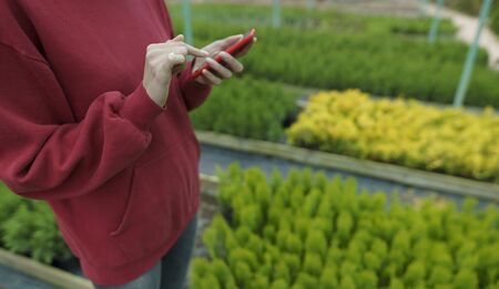 A young businesswoman is in contact with a buyer through a smartphone, outdoors at a coniferous farm. Selling eco products over the Internet. Type of employment.の写真素材