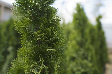 Small business selling plants. An alternative to the Christmas tree, an evergreen plant that you can plant in the ground.の写真素材