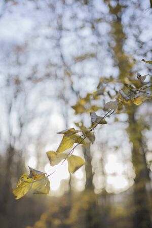 Beautiful autumn landscape. Sun rays through the yellow branch in the forest.の写真素材