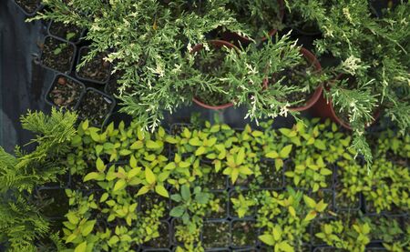 Different ornamental plants on the local farm to grow seedlings of trees and shrubs. A set of beautiful plants, a view from aboveの写真素材