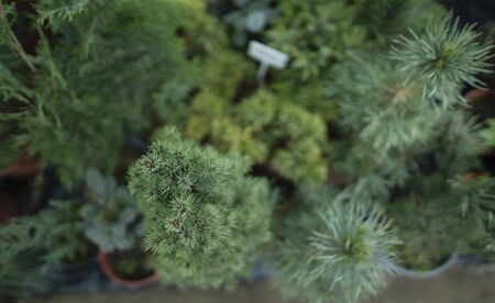 Shop coniferous ornamental plants. Sale of seedlings. Gardening in spring or autumn.の写真素材