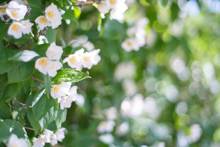 Jasmine flower outside. Beautiful snow-white buds and flowers of jasmine cursor close-up. Fragrant flowering backgrounds of nature.の写真素材