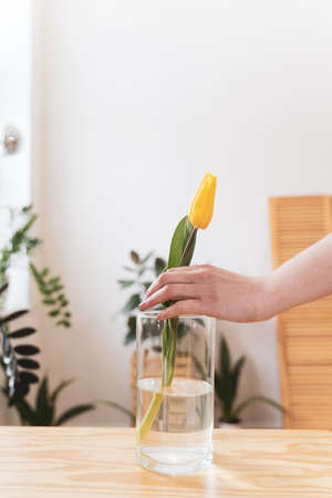 Person puts the flower in a transparent vase of water, close-up. Yellow tulip in the hands of a florist. The concept of flowering, floristry and flowersの写真素材