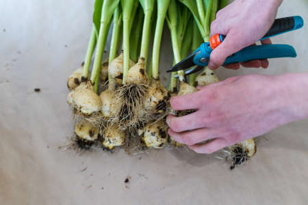 The gardener cuts the bulbs from the tulips. Florists deskの写真素材