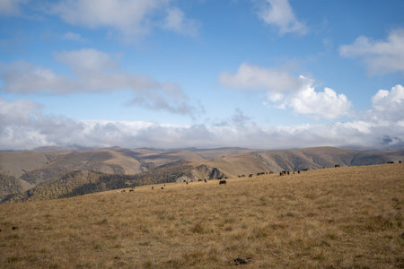 horses in the mountains under the blue sky with white cloudsの写真素材