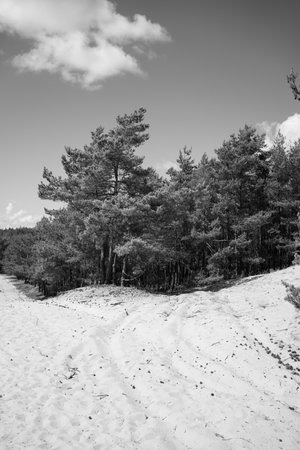 Pine trees on the sand dunes. Black and white photo.の写真素材