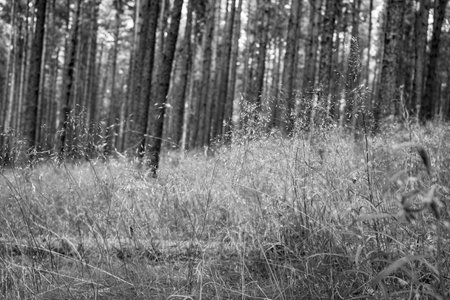 Black and white photo of a forest with tall pines and grassの写真素材