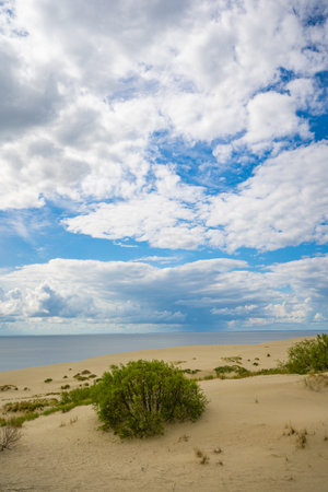 Dirt road in the forest with trees and grass on both sidesの写真素材