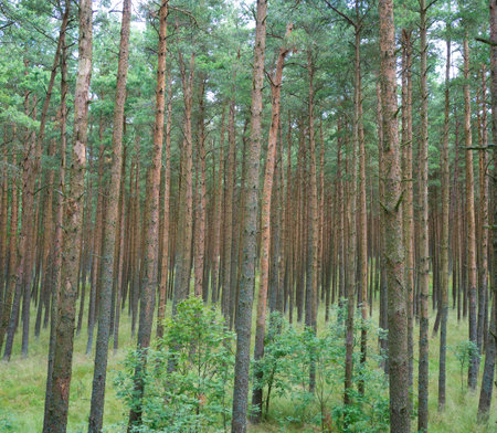 Walking in the woods. Black and white photo.の写真素材