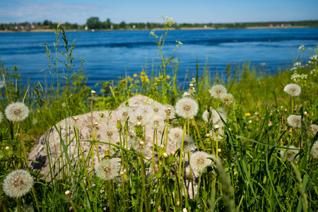 Dandelions on the shore of the lake. Summer landscape.の写真素材
