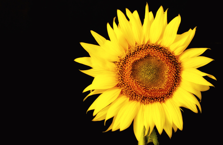 Sunflower isolated on black background,with clipping path.の写真素材