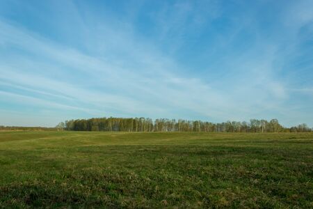 Field of grass and perfect skyの写真素材