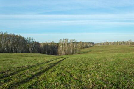 Field of grass and perfect skyの写真素材
