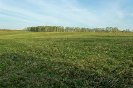 Field of grass and perfect skyの写真素材