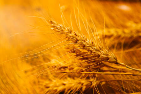 many ripe ears of wheat on  wooden backgroundの写真素材