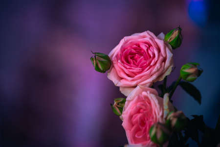 Pink roses  bouquet on abstract dark  backgroundの写真素材