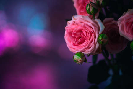 Pink roses  bouquet on abstract dark  backgroundの写真素材