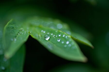 Drop of dew in morning on leaf with sun lightの写真素材